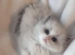 TICA Blue Bicolor Bentley - Ragdoll Kitten For Sale - Mt Morris&comma; IL&comma; US