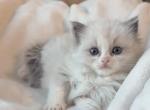 TICA Blue Bicolor Royce - Ragdoll Kitten For Sale - Mt Morris&comma; IL&comma; US