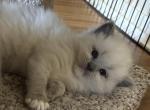 Luna - Ragdoll Kitten For Sale - 