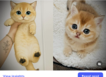 British Golden Kittens - British Shorthair Kitten For Sale - 