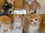 Scottish folded straight - Scottish Fold Kitten For Sale - 