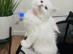 Ragdoll Kittens - Ragdoll Kitten For Sale - 