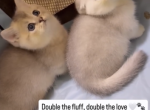 Munchkin Kittens  Join Our Waitlist - Munchkin Kitten For Sale - 
