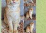 &IEcy;&mcy;&mcy;&acy; - Scottish Straight Kitten For Sale - New York&comma; NY&comma; US