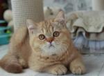 Batonchik - British Shorthair Kitten For Sale - New York&comma; NY&comma; US