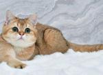 Batonchiks - British Shorthair Kitten For Sale - New York&comma; NY&comma; US