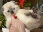 Portland Alisha Scottish Fold Kitty - Scottish Fold Kitten For Sale - Portland&comma; OR&comma; US