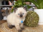 Portland Allen Scottish Straight Kitten - Scottish Straight Kitten For Sale - Portland&comma; OR&comma; US