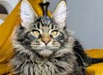 Urman - Maine Coon Kitten For Sale - Miami&comma; FL&comma; US