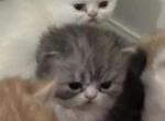 Persian kittens - Persian Kitten For Sale - Woodinville&comma; WA&comma; US