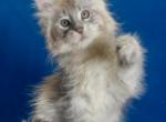 Bummer - Maine Coon Kitten For Sale - Hollywood&comma; FL&comma; US