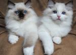 Barbie - Ragdoll Kitten For Adoption - 
