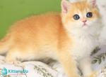 Raimo - British Shorthair Kitten For Sale - Pembroke Pines&comma; FL&comma; US