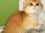 Rey - British Shorthair Kitten For Sale - Pembroke Pines&comma; FL&comma; US