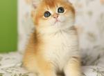 Rey - British Shorthair Kitten For Sale - Pembroke Pines&comma; FL&comma; US