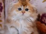 Frida - British Shorthair Kitten For Sale - Norwalk&comma; CT&comma; US