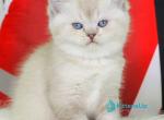 Sunny - British Shorthair Kitten For Sale - Norwalk&comma; CT&comma; US