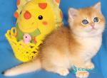 Xenon - British Shorthair Kitten For Sale - Norwalk&comma; CT&comma; US