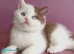 Vito - British Shorthair Kitten For Sale - Norwalk&comma; CT&comma; US