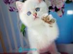Diana - British Shorthair Kitten For Sale - Norwalk&comma; CT&comma; US