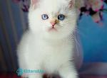 Diana - British Shorthair Kitten For Sale - Norwalk&comma; CT&comma; US