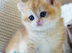 Dale - British Shorthair Kitten For Sale - Norwalk&comma; CT&comma; US