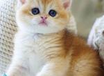 Dale - British Shorthair Kitten For Sale - Norwalk&comma; CT&comma; US