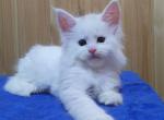 Annabelle - Maine Coon Cat For Sale - Clemmons&comma; NC&comma; US