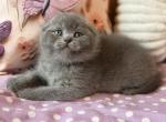 Potapuf - Scottish Fold Kitten For Sale - Los Angeles&comma; CA&comma; US