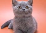Baffi - British Shorthair Kitten For Sale - Pembroke Pines&comma; FL&comma; US