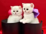 British shorthair chinchilla Female - British Shorthair Kitten For Adoption - Pittsburgh&comma; PA&comma; US