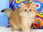 Romeo - British Shorthair Kitten For Sale - Pembroke Pines&comma; FL&comma; US