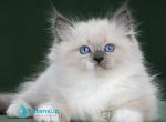 Ermak - Siberian Kitten For Sale - Pembroke Pines&comma; FL&comma; US