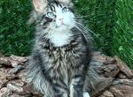 Dior POL standart - Maine Coon Kitten For Sale - Hollywood&comma; FL&comma; US