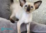Hanny - Siamese Kitten For Sale - Hollywood&comma; FL&comma; US