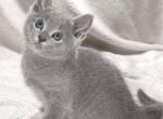 Artos - Russian Blue Kitten For Sale - Pembroke Pines&comma; FL&comma; US