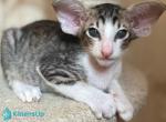 Kevin - Oriental Kitten For Sale - Pembroke Pines&comma; FL&comma; US