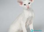 Hera - Oriental Kitten For Sale - Pembroke Pines&comma; FL&comma; US