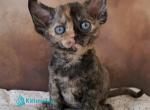 Iskra - Devon Rex Kitten For Sale - Norwalk&comma; CT&comma; US
