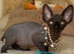 Tina - Sphynx Kitten For Sale - Norwalk&comma; CT&comma; US
