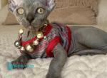 Diana&lowbar; - Sphynx Kitten For Sale - Norwalk&comma; CT&comma; US