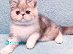 Candy - Exotic Kitten For Sale - Pembroke Pines&comma; FL&comma; US