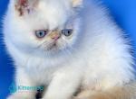 Topaz - Exotic Kitten For Sale - Pembroke Pines&comma; FL&comma; US