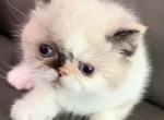 Himalayan exotic girl - Himalayan Kitten For Sale - Palm Coast&comma; FL&comma; US