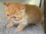 Exotic red and white female - Exotic Kitten For Sale - Palm Coast&comma; FL&comma; US