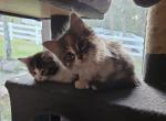 Kittens Ragdoll polydactyl - Domestic Kitten For Sale - Conifer&comma; CO&comma; US