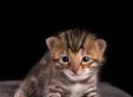 Snow and Brown Adopt End of Aug - Bengal Kitten For Sale - FL&comma; US