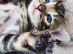 Male Snow Brown Female - Bengal Kitten For Sale - FL&comma; US