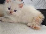 Winter and her kittens - Persian Kitten For Sale - Alafaya&comma; FL&comma; US