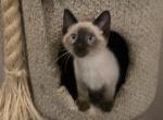 Seal point and Lynx point siamese kittens - Siamese Kitten For Sale - Algonquin&comma; IL&comma; US